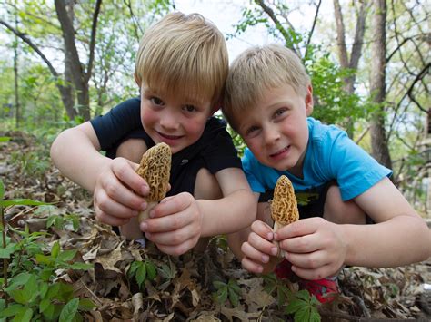 Mushroom hunting near me - We are an organization that encourages the research, education, cultivation, hunting, identification and the cooking of mushrooms. With over 2,400 members, PSMS is one of the largest mycological societies in the country. We share our knowledge about mushrooms through meetings, classes, workshops and field trips.